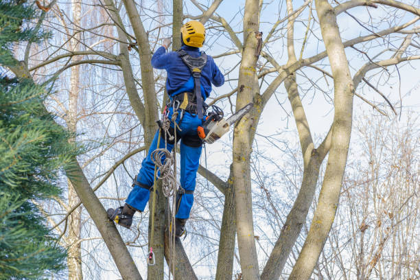 How Our Tree Care Process Works  in  Stillwater, OK